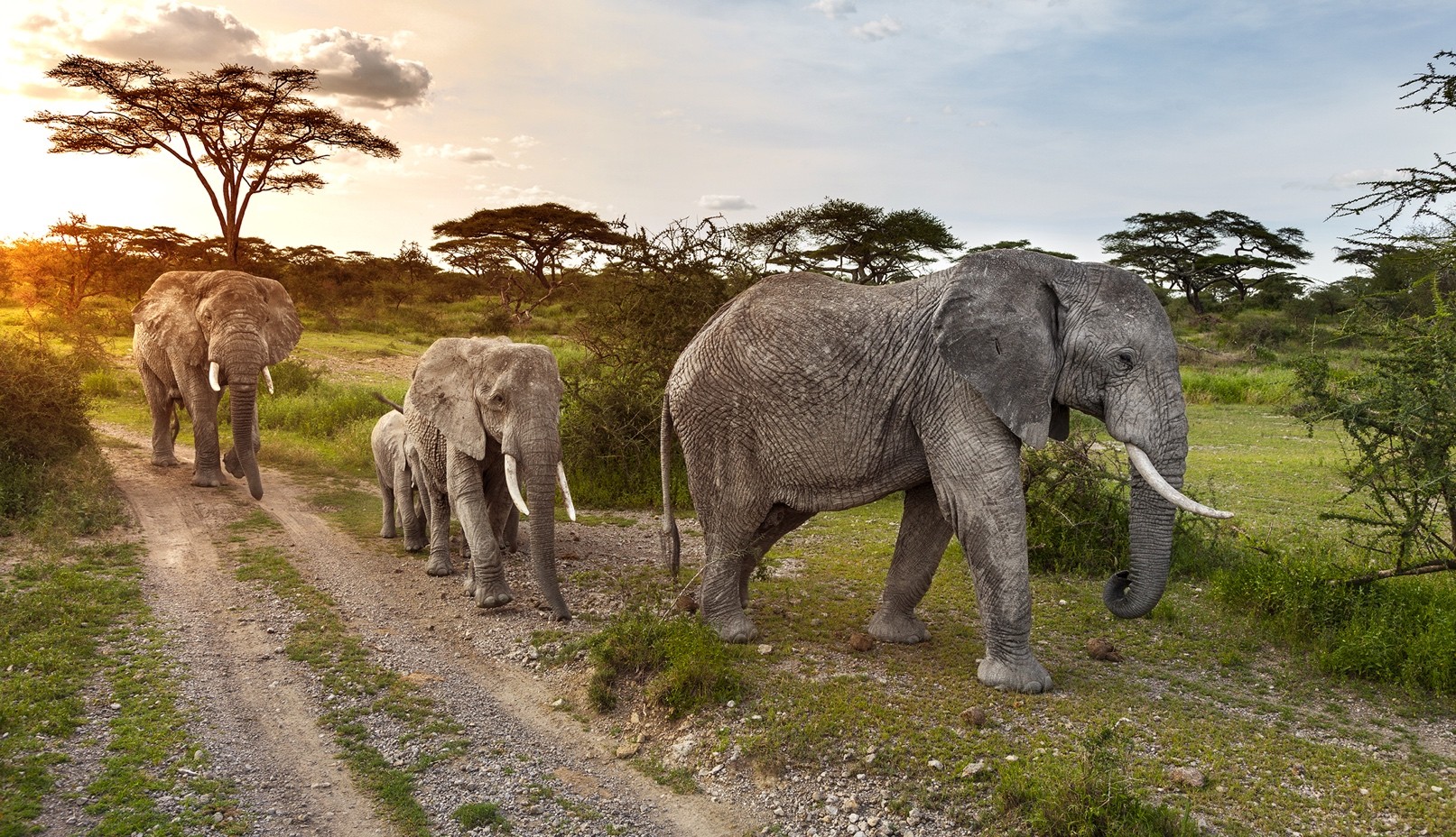 A group of elephants